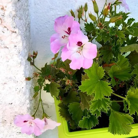 Floor In The Center Of Apartament Pomorie